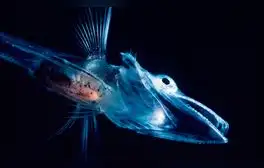 La Dnajb5, hallada en el pez Notothenia coriiceps, actúa como regulador en procesos de producción de proteínas y energía dentro de las células musculares.