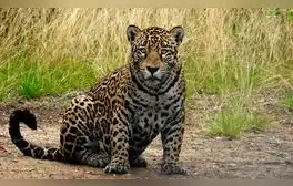 Un jaguar macho fue fotografiado en la Sierra del Merendón, Honduras, después de una década sin avistamientos en la región.