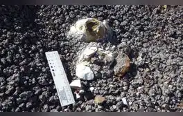 Un fósil de excremento dinosaurio encontrado en Montana revela la preservación de diminutas plumas y restos de una ave prehistórica.