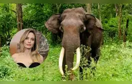 Angelina Jolie, tras adoptar a su hijo Maddox en 2002, se comprometió con la protección del bosque de Samlaut en Camboya, afectado por la tala ilegal y la caza furtiva.