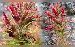 Una nueva especie de planta altoandina, Castilleja isidoroi, ha sido identificada en el norte del Perú, específicamente en Amazonas, Cajamarca y La Libertad, entre 3,300 y 4,000 m.s.n.m.