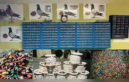 Imágenes de la colección de anillas de paloma del responsable del hallazgo. Foto: Springer Nature