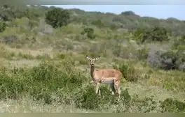 El piruétano, árbol autóctono de Doñana, enfrenta una alarmante disminución en su regeneración.