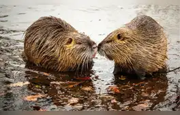 Una pareja de castores liberados en la naturaleza construyeron una presa que ayudaron a otras especies. Foto: Pixabay