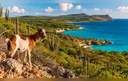 Investigadores en Bonaire analizaron el impacto del pastoreo de cabras sobre el bosque seco tropical, revelando la importancia de proteger áreas para su recuperación ecológica.