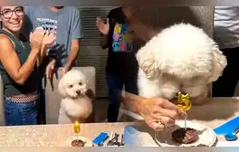 Un emotivo video del cumpleaños de un perro llamado Copito se vuelve viral en redes sociales, cautivando a miles de usuarios con su adorable celebración familiar.