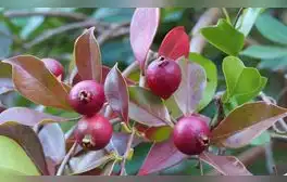 El guayabo de fresa, introducido en 1825 en Hawái, se ha convertido en una planta invasora que amenaza la vegetación nativa, abarcando 475.000 hectáreas en el archipiélago.