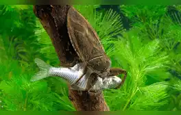 Una chinche acuática gigante cazando y sujetando a un pez pequeño en el agua. Foto: Yasuda Mamoru/Minden Pictures