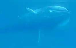 Una larga investigación brinda nuevos datos sobre el hábitat de la esquiva ballena de Omura. Foto: Royal Society Open Science
