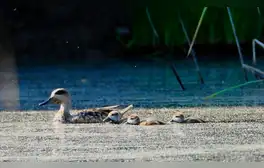La cerceta pardilla es el pato más amenazado de Europa. Foto: Comunidad de Madrid