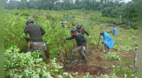 Cultivos de hoja de coca afectan a 24 pueblos indígenas