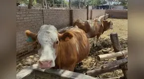 Producción de leche bajó en 50 % en Lambayeque