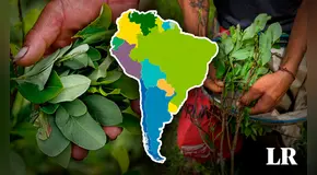 Producción de hoja de coca en el mundo es liderada por 3 países de Sudamérica