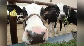 Ganaderos del Perú piden mayor apoyo al Midagri para impulsar compra de leche a las mypes