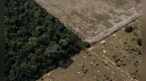 Tribunal Constitucional recibe informe oral sobre inconstitucionalidad de Ley Forestal 31973