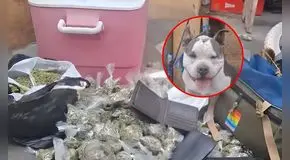 Ocultaban kilos de droga y armas de fuego en la casa de su pitbull: PNP desarticula clan familiar en Santa Anita