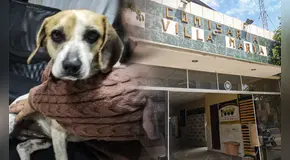 Piden justicia para perrita que fue víctima de violación sexual por hombre en Villa María del Triunfo