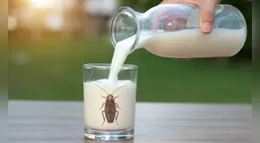 Científicos advierten que la 'leche de cucaracha' podría ser uno de los alimentos más codiciados en el futuro