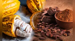 Estudio científico revela cuál es el verdadero origen del cacao en Sudamérica y como se expandió por el mundo