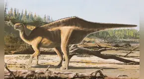 Científicos descubren una nueva especie de dinosaurio con una estructura dorsal en forma de vela en su espalda