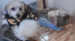 Joven deja a su perrito en spa de Santa Anita y termina enfermo de gripe por largo tiempo mojado durante baño