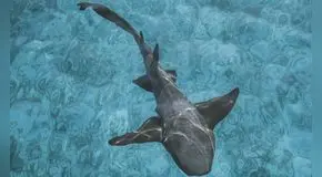 Científicos revelan que los tiburones estarían perdiendo sus dientes por la acidez del océano