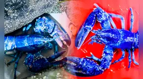 Langostas azules, el extraño fenómeno que sorprende a científicos de EE. UU.: solo una por cada dos millones