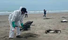 Gripe aviar: 3 personas en cuarentena por contacto con aves infectadas de influenza aviar