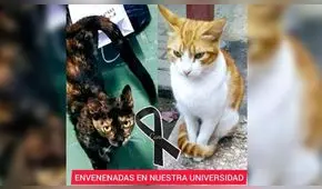 Sanmarquinos denuncian envenenamiento de gatos dentro de universidad
