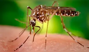 OX5034, los mosquitos genéticamente modificados para combatir el Zika y dengue