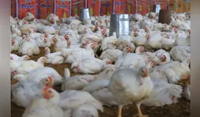 Gripe aviar: Senasa clausuró galleras y camales clandestinos donde sacrificaban aves de corral