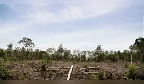 En el 2015 nuestro país perdió 156 mil hectáreas de bosques amazónicos