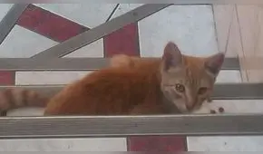 Buscan hogar a gatito abandonado en San Martín de Porres