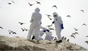 Gripe aviar en Perú: ¿cuál es la diferencia con los síntomas de la influenza y COVID-19?