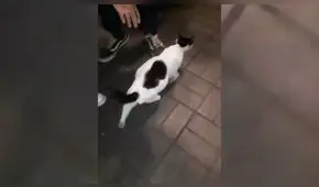 Urgente: Buscan hogar temporal para gatita rescatada que está a punto de parir [VIDEO]