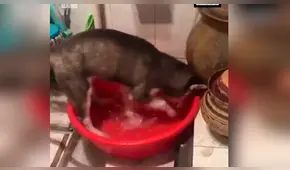 Facebook viral: gato descubre a perro 'malcriado' causar destrozos en su bañera y así lo reprende [VIDEO] 