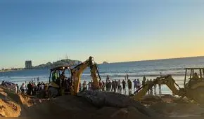México: gigantesca ballena sorprende a bañistas en playas de Sinaloa [FOTOS]