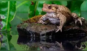 ¿Qué es el ritual del sapo bufo por el que fue detenido el actor porno Nacho Vidal?