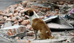 ¿Cómo afronto un sismo si tengo mascotas? Aquí te enseñamos