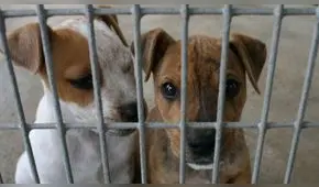 Los Olivos: albergue de animales organiza rifa para recaudar fondos