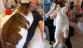 Samson: ¿Cuánto pesa el gato más gordo del mundo?
