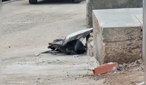 Pelícano enfermo permaneció 24 horas en vía antes de morir: vecinos se mostraron preocupados