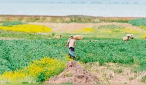 Veranillo afectó hasta 40% de cultivos en 13 provincias de Puno