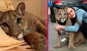 Puma rescatado de zoológico vive como un gato engreído
