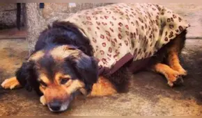 Google Translate: Incluso 'Perrovaca’ pasó por el traductor y el mensaje fue sorprendente [FOTOS]