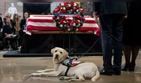 La conmovedora despedida de la mascota Sully durante el funeral de George Bush