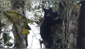Oso de anteojos es filmado por primera vez en el Santuario Megantoni [VIDEO]