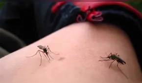 Piura: registran más de 200 casos de dengue, zika y chikungunya 