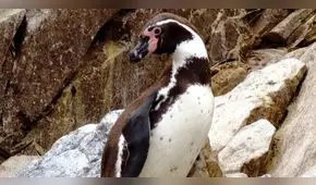  ¡Pingüino a la vista! : Mejor no te acerques