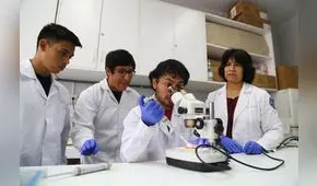 Universidad San Marcos alista proyecto para clonar alpacas